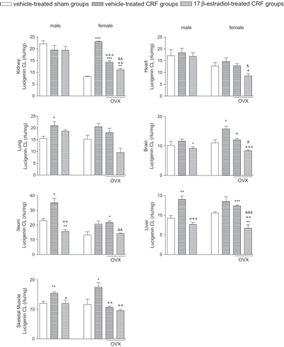 Figure 4.  Lucigenin chemiluminescence levels as indicators of O2 formation in the kidney, heart, lung, brain, ileum, liver, and gastrocnemius muscle tissues. *p < 0.05, **p < 0.01, ***p < 0.001, compared to corresponding control group. +p < 0.05, ++p < 0.01, +++p < 0.001, compared to corresponding CRF group. &p < 0.05, &&p < 0.01, &&&p < 0.001, compared to ovariectomized (OVX) CRF group.