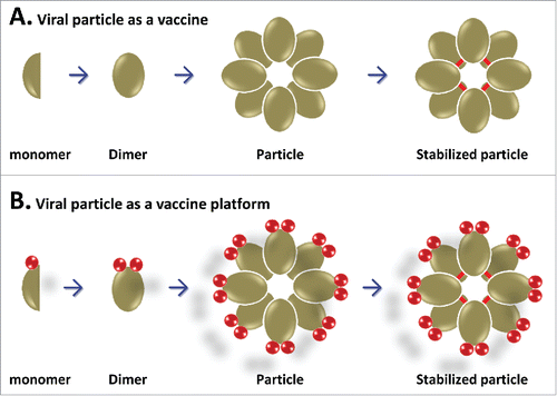 Figure 1. Schematic illustrations of a subviral particle formation (A) and its application as a polyvalent vaccine platform for combination subunit vaccine development (B). (A) Stepwise illustration of a subviral particle formation via homotypic interaction of the viral protein. The viral proteins are generated as monomers that can self-assemble into dimers and then a subviral particles via homotypic interaction of the viral proteins. Intermolecular disulfide bonds (red bars) may be introduced to stabilize the particle formation. (B) Application of the subviral particle as a polyvalent platform for a combination subunit vaccine development. A foreign antigen (red ball) is inserted to the top surface of the viral protein. Through dimerization and particle formation, multiple copies of the antigen are presented on the outermost surface of the subviral particle as a combination bivalent vaccine.