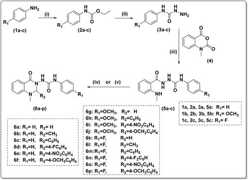 Scheme 1. Reagents and conditions: (i) ethyl chloroformate/triethylamine/dichloromethane/0 °C—rt., 2h (ii) hydrazine hydrate 98%, ethanol, reflux, 5h (iii) ethanol/glacial acetic acid, reflux, 4 h; (iv) 37% formaline or acetaldehyde, ethanol/glacial acetic acid, reflux, 2 h; and (v) appropriate aromatic aldehyde, glacial acetic acid, reflux, 4 h.