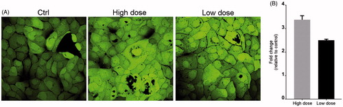 Figure 3. CNT exposure increases ROS production. Cells were exposed to NM400 for 72 h, and ROS generation was measured using the DCF-DA assay. (A) Representative LSM image of exposed and control cells. (B) Bar graph showing relative fluorescence per µg protein from two independent experiments each performed with three replicates. Error bars = standard error of mean (SEM); *statistically significant difference relative to control (p < 0.05, paired t-test). High dose:1.92 µg/cm2 and low dose: 0.96 µg/cm2.