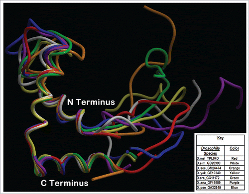Figure 4. Phyre2 Tpl94D best sequence matches conserved DNA binding region Tertiary structure alignment of a wire frame model for the Tpl94D orthologs. The different colors indicate each of the species indicated on the bottom right.