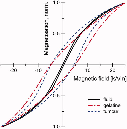Figure 1. Comparison of the normalised minor loops for mobile MNPs (fluid), immobilised MNPs (gelatine), and MNPs inside the tumour (tumour) at a magnetic field amplitude of 25 kA/m measured under quasi static conditions, (from [35], with permission from IoP).