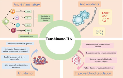 Figure 2 Pharmacological activity And effects of tanshinone-IIA.