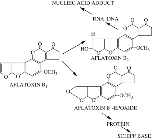 Figure 4. Some products formed by oxidation of AFB1.