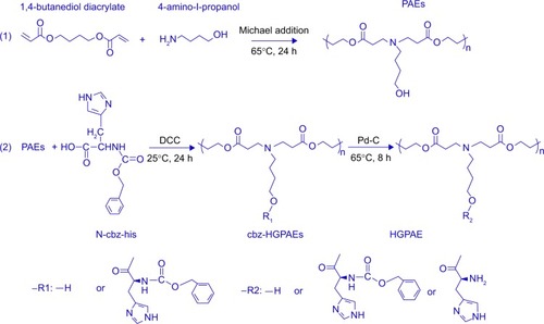 Figure 2 The synthesis process of PAEs and HGPAE.Note: A positively charged histidine residue was grafted onto PAEs to synthesize HGPAE.Abbreviations: DCC, N,N′-dicyclohexylcarbodiimide; HGPAE, histidine-grafted PAE; PAE, poly(β-amino ester).
