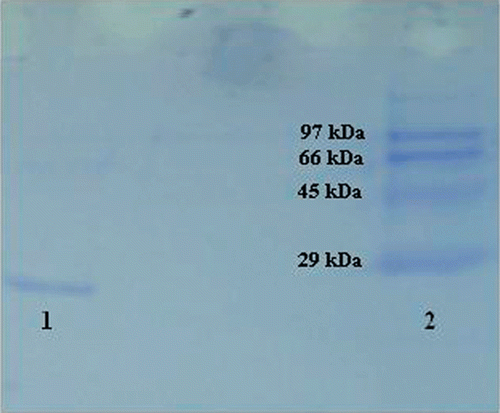 Figure 1.  SDS-PAGE photograph. Lane 1: Rainbow trout erythrocytes GST. Lane 2: Standard proteins: rabbit phosphorylase B (97 kDa), bovine albumin (66 kDa), chicken ovalbumin (45 kDa), bovine erythrocyte carbonic anhydrase (29 kDa).