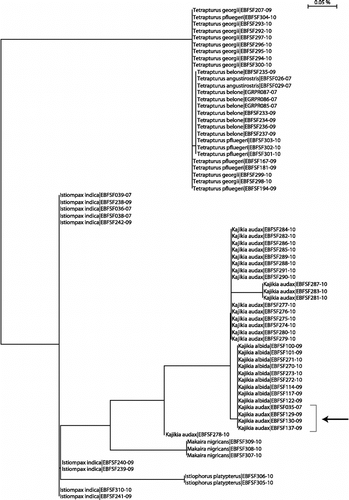 Figure 5.  NJ tree of rhodopsin sequences. NJ analysis of 72 nuclear rhodopsin (Rho) sequences, carried out using the BOLD Taxon ID Tree function, using K2P distance. Arrow indicates the four apparently heterozygous K. audax individuals.