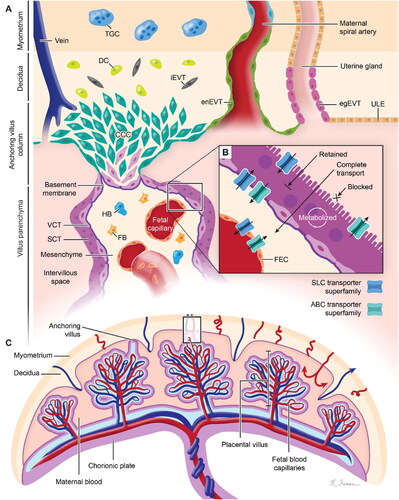 Figure 2. Diagram of the physiological structure of the placenta. (A) Modified spiral arteries enable sufficient perfusion of the placenta with maternal blood that bathes the intervillous space and makes direct contact with the SCT. (B) SCT is a master regulator of placental translocation. (C) Fetal blood enters the placenta via the umbilical artery (blue) and flows into the capillaries in the placental villi before returning to the fetus via the umbilical vein (red). (SCT: syncytiotrophoblasts, VCT: villous cytotrophoblast, TGC: trophoblast giant cells, HB: Hofbauer cells, FB: fibroblasts, CCC: cytotrophoblast cell column, DC: decidual cells, iEVT: interstitial extravillous trophoblast, enEVT: endovascular extravillous trophoblast, egEVT: endoglandular extravillous trophoblast, ULE: uterine luminal epithelium, FEC: fetal endothelial cell). Image from reference (Arumugasaamy et al., Citation2020) cited with permission. Copyright © 2020 Elsevier B.V.