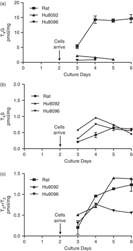 Figure 3. T4 metabolite levels in media during time in culture. SCH arrive on Culture Day 2 and are untreated. SCH were incubated with 0.05 µM [125I]-T4 (rat) or 0.1 µM [125I]-T4 (human) for 24 h on Culture Days 3, 4, 5 or 6. Metabolites were separated using the established UPLC method. Metabolites analyzed are (a) T4G, (b) T4S and (c) T3 + rT3. Data are expressed as pmol/mg cellular protein [mean (human hepatocytes)] or [mean ± SD (rat hepatocytes)]. Human hepatocyte data represent the average of duplicates in a single experiment. Human hepatocytes are from two donors (Hu8092 and Hu8096). Rat hepatocytes are from three donors (n = 3).