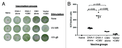 Figure 8. T cell response specific to gB antigen. Detection of gB-SCs producing IFN-gamma measured by ELISpot assay (A) and enumeration of gB-SCs (B). An example of the spots generated in response to VV-gB is represented for four groups of mice immunized with: 3x DNA-1 alone (gB/gM/gN), 2x DNA-1 plus CMV, 3x CMV-alone and 2x vector alone plus 1x CMV. As negative control splenocytes from naïve mouse were used (A). The mean numbers of antigen-specific spot forming cells after background subtraction of control wells with no antigen were plotted (B). Experiments were conducted in triplicate. Data are shown as geometric mean titers within the group. P values indicate statistically significant differences measured by T test.