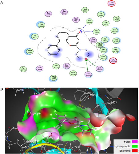Figure 15. The 2D/3D interaction diagram of LY294002 within the binding site of PI3K kinase (PDB ID 4JPS). (A) The 2D interaction diagram, amino acids in contact with compound 5 are displayed as spheres. Violet spheres represent polar amino acids while green spheres represent hydrophobic amino acids. Solvent-exposed regions of compound 5 are highlighted in blue. The dotted lines represent non-bonding interactions. (B) The 3D interaction diagram of LY294002 within the binding site of PI3K is represented as a coloured surface. The polar binding site regions are represented in magenta, hydrophobic regions in green, and solvent-exposed regions are coloured in red.