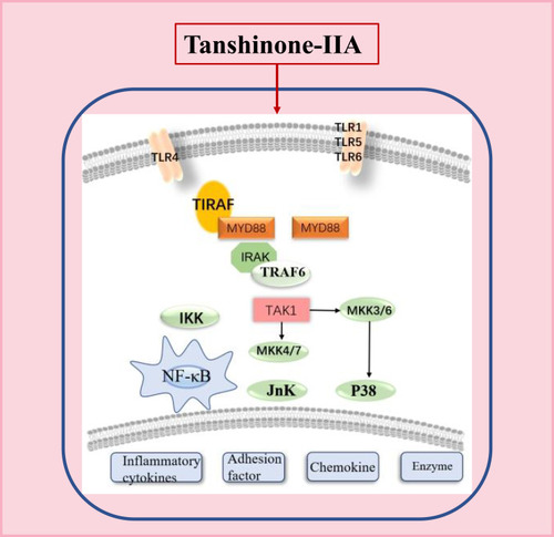 Figure 3 NF-κB inflammation signaling pathway diagram.