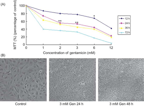 Figure 1.  Exposure to Gen induces apoptosis in a time-dependent and dose-dependent manner. LLC-PK1 cells were incubated with Gen at different concentrations for 12, 24, 36, or 72 h. Cell viability was determined by the MTT assay (A), and morphology was examined by phase contrast microscopy at ×100 magnification (B). The values are mean ± SD (n = 3).Notes: *p < 0.05 versus control. **p < 0.01 versus control.