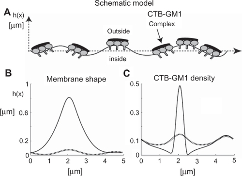 Figure 6 The effects of cholera toxin B (CTB) binding to GM1 molecules on membrane shape and filament densities. A) The schematic model is a nearly straight membrane contour, which describes a segment of an RT4 or T24 cell. Numerical simulations of the flat shape membrane reveal the steady state shapes of membrane amplitudes B) and CTB–GM1 densities C), given that α = 0.013 and H̄ = 5 μm−1 (see Supplementary material for more information). The amplitude h(x) is the value of the membrane deformation. The initial condition is a flat membrane with a random perturbation of small amplitudes (<1%) in the CTB–GM1 density around the uniform value of n0 = 0.1. The intermediate time (in dotted line) is after 400 seconds, and the steady state time (in bold line) is reached within 600 seconds.
