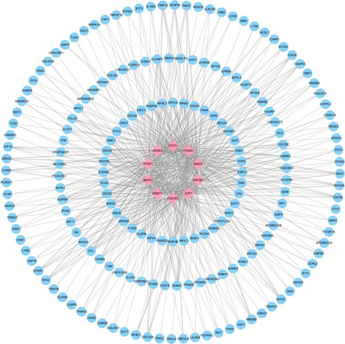 Figure 6. The top 10 transcription factors and their interactions with common DEGs. In this network, the pink squares represent transcription factors with the top 10 ranking, while the blue circles represent common DEGs correlated with transcription factors.