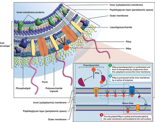 Figure 1. Cross-sectional diagram of the meningococcal cell envelope and capsule [Citation1], with an insert highlighting fHbp as an example of the production, transport, and cellular expression of outer membrane proteins [Citation18]. fHbp=factor H binding protein. Main figure is adapted with permission from Rosenstein NE et al. N Engl J Med. 2001;344:1378–1388 [Citation1]. Inset is adapted under the terms of the Creative Commons Attribution license (https://creativecommons.org/licenses/by/4.0/) from da Silva RAG et al. Front Microbiol. 2019;10:2847 [Citation18].