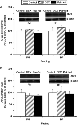 Figure 7.  Effect of vehicle (control), dexamethasone (DEX, daily subcutaneous injection of 2 mg/kg body weight for 3 days) or vehicle and pair-feeding (pair-fed) on protein levels of ATGL in PM and BF from broiler chickens during feeding (A) and fasting (B). Values are means ± SE (n = 4). Different superscripts (a,b) indicate significant differences (P < 0.05) in the means, by ANOVA and Duncan's multiple test.