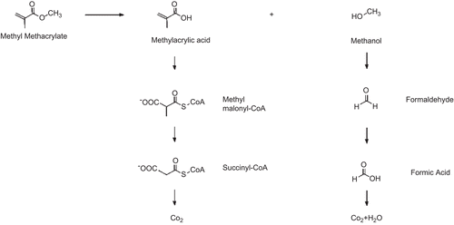 Figure 1.  Metabolism of methyl methacrylate (courtesy of Peter Blomgren).