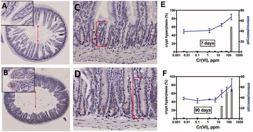 Figure 3. Qualitative and quantitative evidence for sustained crypt hyperplasia following exposure to Cr(VI). Full transverse sections indicate the extent of villous blunting in mice exposed to 180 ppm Cr(VI) for 90 days (B) relative to controls (A). Higher magnification demonstrates the extent of crypt elongation in exposed mice (D) relative to controls (C). The arrows demonstrate blunting of villi, and the brackets indicate crypt expansion. (E) Cells per crypt and the incidence of crypt hyperplasia in mice exposed to various concentrations of Cr(VI) for 7 days. (F) Cells per crypt and the incidence of crypt hyperplasia in mice exposed to various concentrations of Cr(VI) for 90 days. Adapted from Thompson, Seiter, et al. (Citation2015); Thompson, Wolf, et al. (Citation2015); Thompson, Suh, et al. (Citation2017).