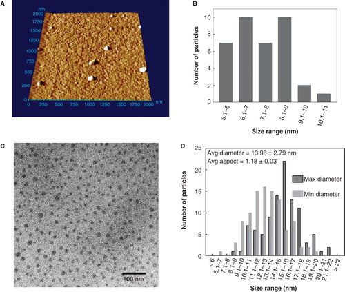 Figure 2. Analysis cadmium telluride quantum dots (CdTe-QDs) by atomic force microscopy (AFM) and transmission electron microscopy (TEM). (A) AFM image of full commercial concentration of CdTe-QD deposited on freshly cleaved mica. The samples were also diluted to 20 μg/ml and deposited onto cleaved mica for AFM and formvar-coated copper grids for TEM. (B) Summary of Z-dimension size measurements of diluted CdTe-QDs as measured by AFM. (C) TEM image of diluted CdTe-QDs. (D) The diameter of each individual CdTe-QDs was measured at its minimum and maximum dimensions. These measurements were used to estimate the average aspect ration as a measure of sphericity, where 1 is an ideal circle.