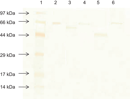Figure 1.  Molecular weight distribution of different forms of MPSP on SDS-PAGE. Lane 1: Low-range marker; lane 2: BSA; lane 3: Phosphorylated MPSP; lane 4: Acetylated MPSP; lane 5: Esterified MPSP; lane 6: Crude MPSP.