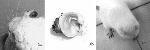 Figure 3 Experimentally induced dermatomycoses in rats by T. tonsurans.. (a) Tawny-brown lesions and wounds at the ears observed at the 18th day after the inoculation. (b) Detail of infected ear. (c) Animals treated with the oil of M. piperita. were cured after 29 days of treatment.