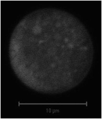 Figure 4. Confocal microscopy image of doxorubicin-loaded nanoparticles embedded into lactose micron-sized particles via spray drying. Reproduced from Azarmi et al. (Citation2006) with permission.