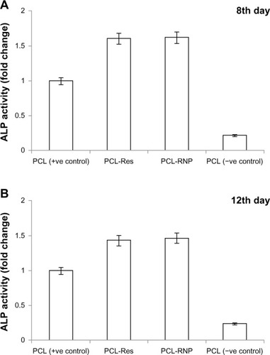 Figure 9 Alkaline phosphatase assay showing fold increase against PCL (positive control) activity taken as 100%. (A) Alkaline phosphatase assayed on day 8 shows significantly increased activity in PCL-RNP (P ≤ 0.001) and PCL-Res (P ≤ 0.001) compared with PCL (positive control) and (B) on day 12 of culture on scaffolds shows significantly increased activity in PCL-RNP (P ≤ 0.001) and PCL-Res (P ≤ 0.001) compared with PCL (positive control).Note: Positive control, cell culture done on PCL scaffold in osteogenic medium; negative control, cell culture done on PCL scaffold in DMEM-LG medium.Abbreviations: PCL, polycaprolactone; RNP, resveratrol-loaded albumin nanoparticles; Res, resveratrol; DMEM-LG, Dulbecco’s Minimum Essential Medium-Low Glucose.