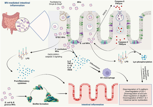 Figure 6. Bacterial membrane vesicles in the pathogenesis of IBD.
