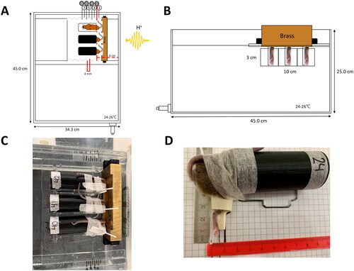 Figure 1. Experimental setup for a local biological response on the right hindleg of mice. Schematics of the water phantom from a top-down view (A) with three black tubes containing mice positioned on top of a movable plastic plate and from the beam direction (B) with mice feet positioned in the proton field and bodies shielded by brass. (C) Top-down view of the experimental setup with mice and brass and (D) mouse jig with mouse and glued right hindlimb.