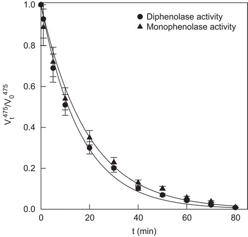 Figure 5.  •Suicide inactivation kinetics of TYR in its action  on DMBH4. The process was followed by measuring the residual diphenolase activity of the enzyme with time. The experimental conditions were 30 mM sodium phosphate buffer (pH 7.0), [O2]0 = 0.26 mM, [TYR]0 = 0.61 µM, [SOD]0 = 414 UI/ml, and [DMBH4] = 0.8 mM. Aliquots were taken at various times to measure the residual activity with 2.5 mM L-dopa (wavelength 475 nm). ▴Suicide inactivation kinetics of TYR in its action on DMBH2. The process was followed by measurement of the residual monophenolase activity of the enzyme with time. The experimental conditions were 30 mM phosphate buffer (pH 7.0), [O2]0 = 0.26 mM, [TYR]0 = 0.61 µM, [SOD]0 = 414 UI/ml, and [DMBH4] = 0.8 mM. Aliquots were taken at various times to measure the residual activity with 1 mM L-tyrosine and 46 µM L-DOPA (wavelength 475 nm). L-DOPA was added to eliminate the lag phase of the monophenolase activity of TYR.