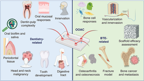 Figure 4. Recent developments and applications of dentistry- and bone tissue engineering related organ-on-a-chips based on the search results in this study.To this date, the OOAC was used to study biofilm and saliva [Citation187–211], dentin and pulp complex [Citation212–216], oral mucosa [Citation213–220], periodontal tissue [Citation221–224,Citation233], and oral malignancies [Citation225–229]. Some other groups developed OOAC to study digestion mechanism [Citation230], innervation [Citation231], tooth germs and oral cell differentiation [Citation212,Citation232]. It is also noticed various applications of OOACs in BTE not only to study diseases in the cell levels, but also in real time tissues environments [Citation234–268].BTE: Bone tissue engineering; OOAC: Organ-on-a-chip.