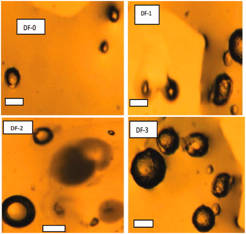 Figure 7. (DF0-DF3) Photomicrographs of representative batches of microspheres containing different ratios of RS:RL 100 and 50 mg of DS: DF-1, DF-2 and DF-3 contain 1:1, 1:2 and 2:1 of polymer ratio, respectively.