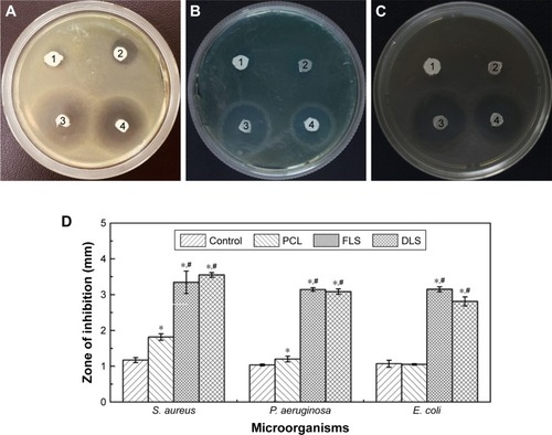 Figure 8 Evaluation of antibacterial activity of nanofibrous scaffolds.Notes: (1) Filter paper control, (2) PCL, (3) FLS, (4) DLS against Staphylococcus aureus (A), Pseudomonas aeruginosa (B), and Escherichia coli (C) and evaluation of the inhibition zones for filter paper control, PCL, FLS, and DLS against S. aureus, P. aeruginosa, and E. coli (D). *The difference in mean is significant (P<0.05) with respect to control. #The difference in mean is significant (P<0.05) with respect to PCL.Abbreviations: DLS, double layer nanofibrous scaffolds; FLS, first layer of scaffolds; PCL, polycaprolactone.