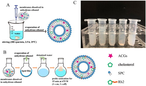 Figure 1. Preparation of liposomes. The optimal preparation process of ACGs-Lipo (A) and (ACGs + Rh2)-Lipo (B). (C) The appearance of (ACGs + Rh2)-Lipo at different concentrations of phospholipid (from left to right: 8 mg/mL, 10 mg/mL, 12 mg/mL, 15 mg/mL, and 18 mg/mL). All details on A and B were created by the author Hui Ao.