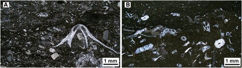 Figure 9. Thin sections of the Silurian Motala Formation. The stratigraphic position of the thin section is shown in Figure 4. A. Crinoidal packstone from ca 2.54 m (T-17) including a large brachiopod fragment. B. Bioclastic wackestone from ca 2.83 m (T-18) mainly including crinoid and bryozoan fragments.