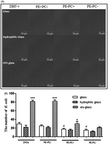 Figure 2. PE deficiency impairs E. coli adhesion onto substrates which is not related to hydrophobicity. (A) Representative images showing the adhesion of the four bacterial types on different substrates (panels from top to bottom: glass, hydrophilic glass, and OTS-glass, respectively). (B) Statistical analysis of the bacteria adhered on the substrates (the number of bacteria per field as a representative image showed in A. *, p < 0.05; ***, p < 0.001 compared with the glass groups; #, p < 0.05 compared with PE+ strains).