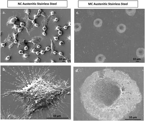 Figure 3. Fibroblasts attachment morphology at 1 h on NC (a, b) and MC austenitic stainless steel (c, d). At low magnification, cells on NC exhibited greater number of attached cells and numerous cellular extensions with thicker extracellular matrices compared to the CG surface. Cells on CG surface is spherical. High magnification micrographs (b, d), cell show higher extent of spreading on NC surface than on MC austenitic stainless steel. Cells on NC austenitic stainless steel show numerous cellular extensions are indicative of extensive attachment and interaction with the substrate (adapted from references 37, 40).