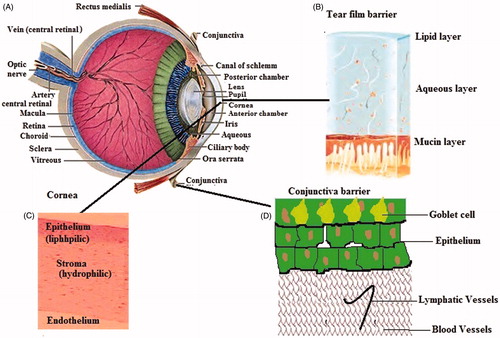Figure 1. Different ocular barriers of topical drug delivery.