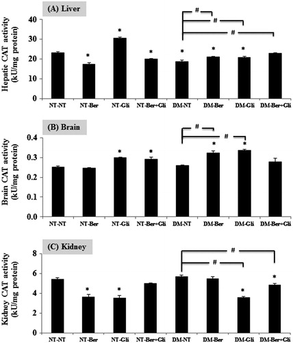 Figure 6. Effect of berberine and/or glibenclamide on the activities of CAT in mouse liver (A), brain (B) and kidneys (C). Once a day, both the normal (NT) and the diabetic mice (DM) were given glibenclamide intragastrically (Gli, 10 mg/kg/d) and/or berberine (Ber, 100 mg/kg/d) or PBS (NT), respectively, for 2 weeks. Mice were sacrificed 24 h after the last treatment and the livers, brains and kidneys were immediately excised to examine the activity of CAT enzymes as described. The data are presented as the mean ± SD (n = 5). A significant difference was determined by one-way ANOVA followed by Tukey post hoc test. *p < 0.01 versus NT-NT; #p < 0.01 versus DM-NT.