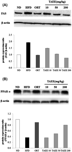 Fig. 5. Effect of TAEE on the expression of FAS and PPARα in liver of HFD-induced obese mice.