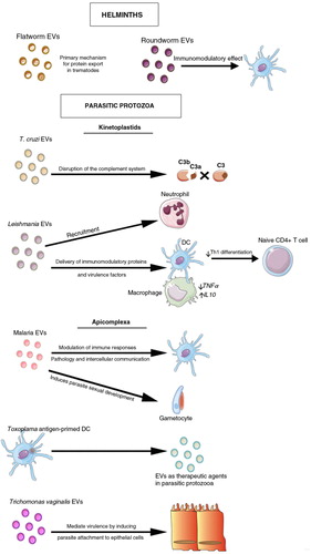 Fig. 10.  EVs in parasitic diseases.Secretion of EVs has been described for both helminths and parasitic protozoa. In helminths, they serve as mechanism for protein and miRNA export and host manipulation. In parasitic protozoa from the kinetoplastids family, EVs released by Leishmania spp. are able to induce specific recruitment of neutrophils to the site of infection. They are also taken up by phagocytic cells, enabling the delivery of immunomodulatory proteins contributing to the creation of a permissive environment for the infection. In T. cruzi, EVs contribute to the stabilization of the C3 convertase disturbing the functioning of the complement system. Regarding Apicomplexa in malaria, circulating levels of EVs rise during human infections and in rodent models, while exosomes derived from reticulocytes induced protection upon immunization in a murine model. Also, exosomes from malarial infections were able to induce parasite sexual development. Other obligate intracellular parasitic protozoa are Toxoplasma gondii and Trichomonas vaginalis. EVs isolated from dendritic cells and primed with Toxoplasma antigens conferred protection upon immunizations being a proof-of-concept of EVs as therapeutics agents. In trichomoniasis EVs increased virulence by inducing parasite attachment to cervical epithelium, thus facilitating host cell colonization.