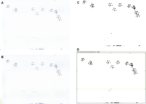Figure S5 (A–D) Estimating the number of rears attempted with ImageJ software. (A) The papers containing rat footprints are scanned and saved as image files. (B) The saved image files were digitally smoothed by using the “Smooth” function under the “Process” menu in ImageJ. (C) The images were changed to 8-bit images by selecting “Type” and “8-bit” under the “Image” menu. The threshold level of the images was set to 230 for binary image acquisition by clicking “Adjust” and “Threshold” under the “Image” menu. (D) The number of distinct particles above 5 cm from the bottom of the image was counted by first making rectangular selections in the images and using “Analyze particles” under the “Analyze” menu. The number of rears was estimated by dividing the number of particles by 14.