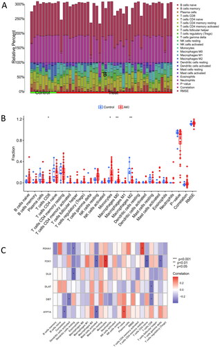 Figure 2. Immune infiltration and correlation analysis with CRGs. (A) Fractional representation of 22 immune cell types in both AKI and non-AKI control samples. (B) Boxplot illustrating the differences in immune infiltration cells between AKI and non-AKI controls. Statistical significance denoted by *p < 0.05 and **p < 0.01. (C) Correlation analysis depicting the relationship between CRGs and immune infiltration cells.
