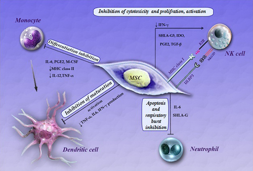 Figure 1. Effects of Mesenchymal stem cells (MSCs) on the innate immune system. MSCs exert an influence on a variety of cells of the immune system. Mechanisms governing these interactions include secretion of soluble paracrine factors by MSCs and direct cell–cell contact between MSCs and innate immune cells. Abbreviations: IFN gamma (interferon γ), IDO (indoleamine 2,3-dioxygenase), IL-2 (interleukin 2), IL-6 (interleukin 6), prostaglandin E2 (PGE2), transforming growth factor beta (TGFβ) TNF-α (tumor necrosis factor α), soluble human leukocyte antigen-G5 (sHLA-G5) M-CSF (monocyte-colony stimulating factor), MHC (major histocompatibility complex), KIR (killer inhibitory receptor), NK(natural killer cell), PD-1(programmed death 1), PD-L1(programmed death ligand1).
