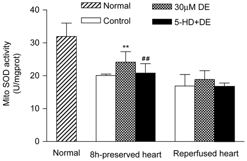 Figure 7.  Activities of mitochondrial superoxide dismutase (SOD) in preserved hearts and reperfused hearts. Data are expressed as mean ± SD, n = 8. **p < 0.01 vs. control group; #p < 0.05 vs. 30 μM DE group.Compared with the control, the 30 μM DE addition could significantly inhibit the rise in cardiomyocyte mitochondrial MDA level after 8 h in vitro hypothermic ischemic preservation and 8 h ischemic preservation plus 30 min reperfusion (p < 0.05). The 5-HD + DE group showed no significant difference compared with the control (p > 0.05) (Figure 8).
