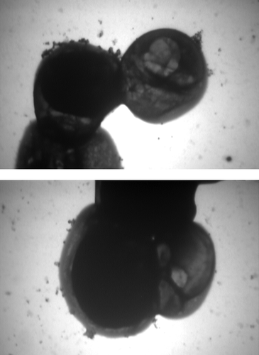 Figure 3. TEM micrographs of the NPs produced 24 h after the start of AgNO3 (1 mM) reduction using freshly cultured S. cerevisiae. Magnification is 4000, and the micrograph is focused on the NPs outside of the yeast, and the ones attached to the membrane.