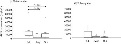 Figure 5. Ayu environmental DNA concentrations in the mainstem sites (a) and tributary sites (b) in the Gonokawa River in July, August, and October of 2021.