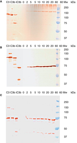Figure 6. Western blot analysis of C3 fragments eluted from an IgG-coated surface exposed to undiluted human serum for 0, 5, 10, 20, or 60 min, detected using: pAb anti-C3d (panel A), mAb anti-C3 7D264.6 (panel B), and pAb anti-C3c (panel C). Reference preparations of C3, C3b, and iC3b were also analyzed, and the molecular weights (Mw) of the standards are indicated.