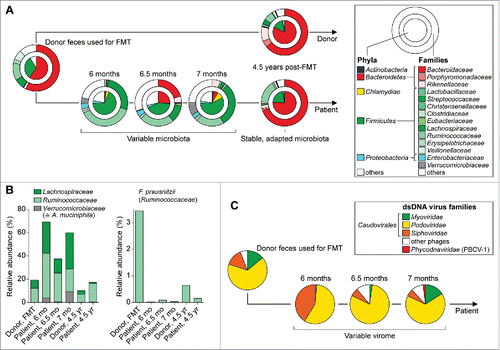 Figure 1. Microbiota changes of the Zürich Patient. (A) Bacterial compositions determined by 16S sequencingCitation11 shown as pie charts with indicated color code. (B) Relative abundances of butyrate-producing bacteria shown as bars. (C) Virome compositions determined by metagenomic sequencingCitation14 shown as pie charts with indicated color code.
